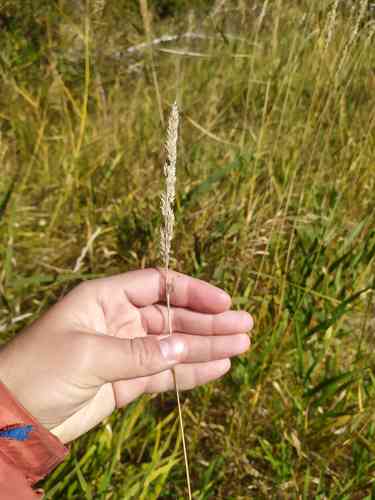 Reed canary grass(Phalaris arundinacea)