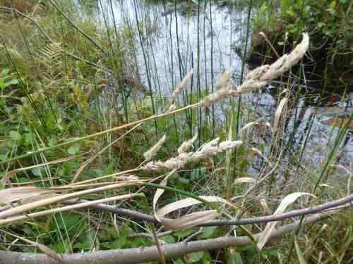Reed canary grass(Phalaris arundinacea)