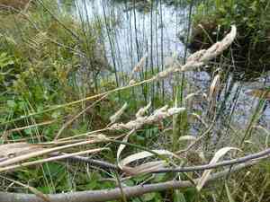 Reed canary grass(Phalaris arundinacea)
