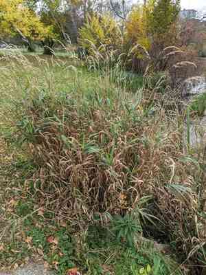 Reed canary grass(Phalaris arundinacea)