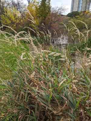 Reed canary grass(Phalaris arundinacea)