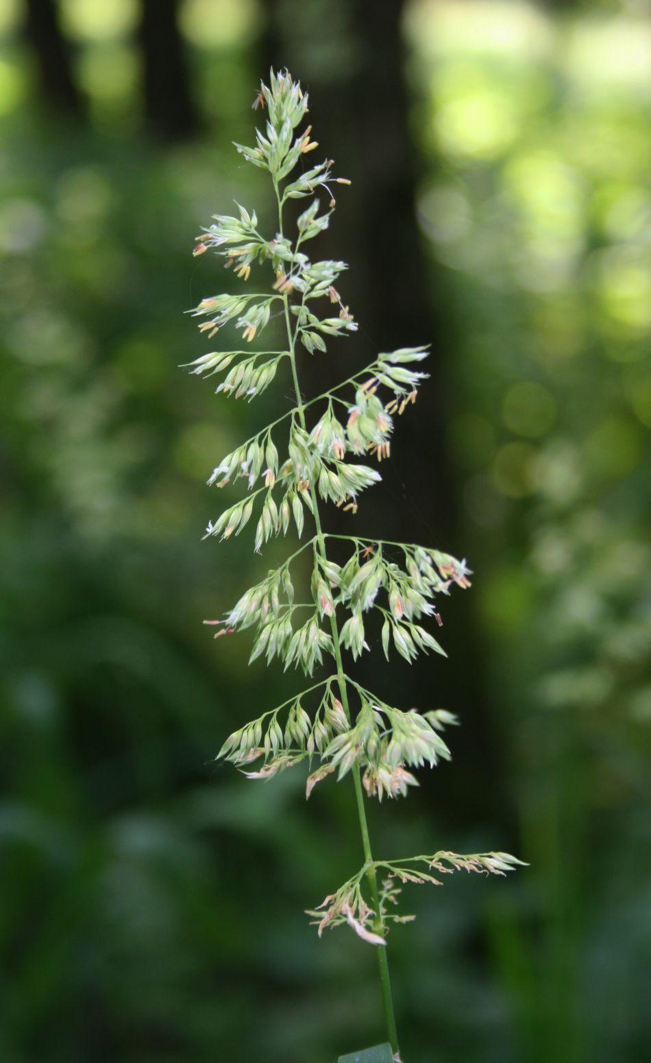 Reed canary grass