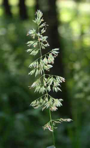 Reed canary grass(Phalaris arundinacea)