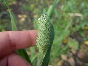 Annual canarygrass(Phalaris canariensis)
