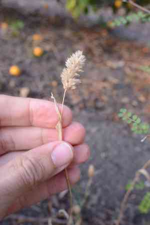 Annual canarygrass(Phalaris canariensis)