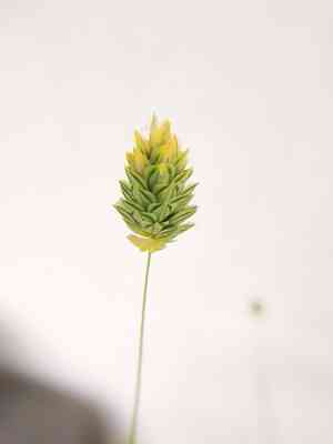 Annual canarygrass(Phalaris canariensis)