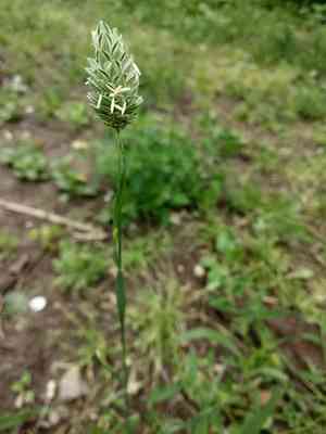 Annual canarygrass(Phalaris canariensis)