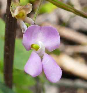Slimleaf bean(Phaseolus angustissimus)