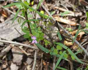 Slimleaf bean(Phaseolus angustissimus)