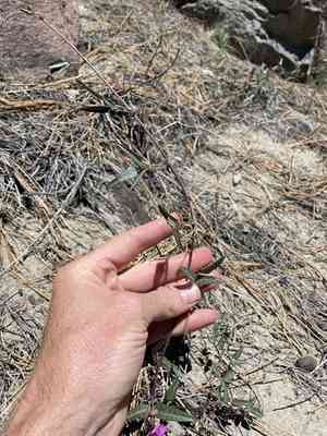 Slimleaf bean(Phaseolus angustissimus)