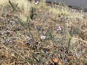 Slimleaf bean(Phaseolus angustissimus)