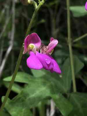 Gray's bean(Phaseolus grayanus)