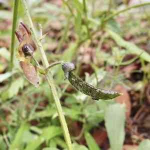 Gray's bean(Phaseolus grayanus)