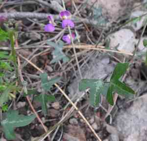 Gray's bean(Phaseolus grayanus)