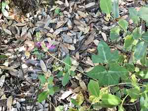 Gray's bean(Phaseolus grayanus)
