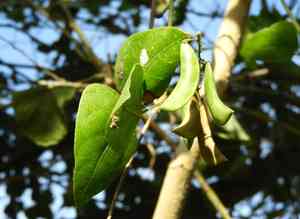 Lima bean(Phaseolus lunatus)