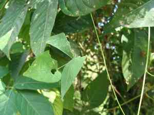 Lima bean(Phaseolus lunatus)
