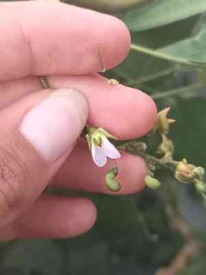 Lima bean(Phaseolus lunatus)