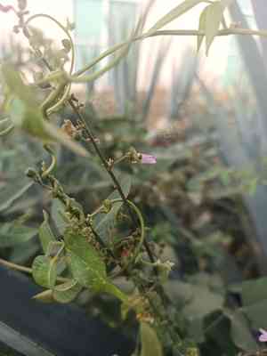 Lima bean(Phaseolus lunatus)