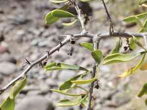 Devilqueen(Phaulothamnus spinescens)