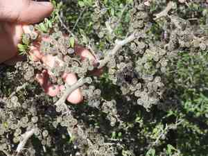 Devilqueen(Phaulothamnus spinescens)