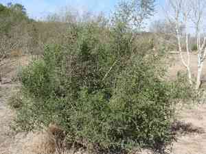 Devilqueen(Phaulothamnus spinescens)