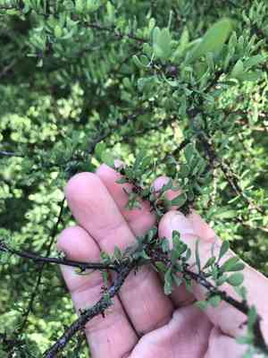 Devilqueen(Phaulothamnus spinescens)