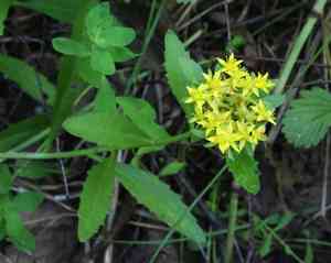 Aizoon stonecrop(Phedimus aizoon)