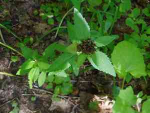 Aizoon stonecrop(Phedimus aizoon)