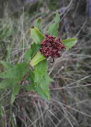 Aizoon stonecrop(Phedimus aizoon)