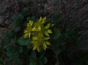 Aizoon stonecrop(Phedimus aizoon)