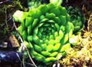 Dragon's blood(Phedimus spurius)