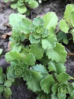 Dragon's blood(Phedimus spurius)