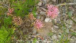 Dragon's blood(Phedimus spurius)