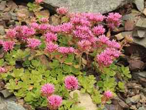 Dragon's blood(Phedimus spurius)