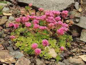 Dragon's blood(Phedimus spurius)