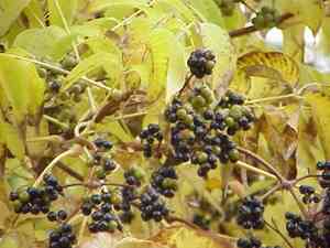 Amur Cork Tree(Phellodendron amurense)