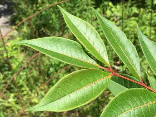 Amur Cork Tree(Phellodendron amurense)