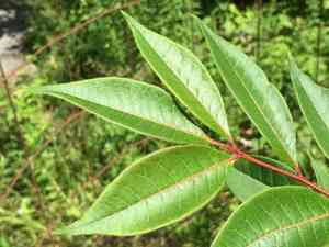Amur Cork Tree(Phellodendron amurense)