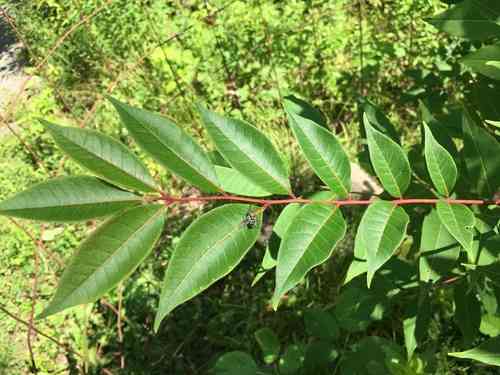 Amur Cork Tree(Phellodendron amurense)