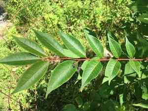Amur Cork Tree(Phellodendron amurense)