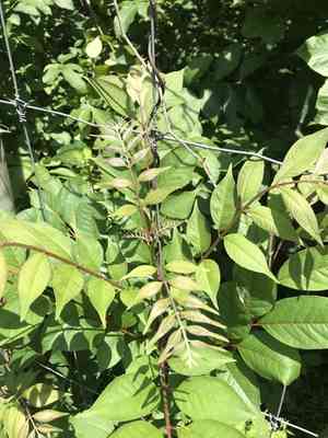 Amur Cork Tree(Phellodendron amurense)