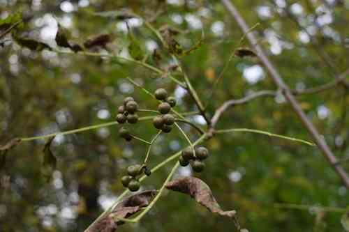 Amur Cork Tree(Phellodendron amurense)