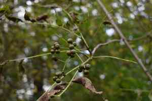 Amur Cork Tree(Phellodendron amurense)