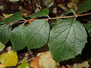 Sweet mock-orange(Philadelphus coronarius)