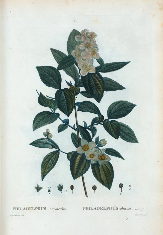 Sweet mock-orange