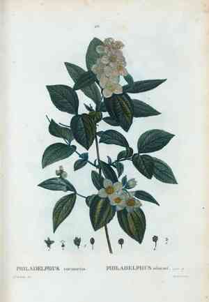 Sweet mock-orange(Philadelphus coronarius)