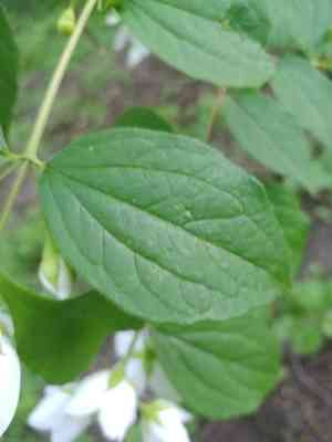 Sweet mock-orange(Philadelphus coronarius)