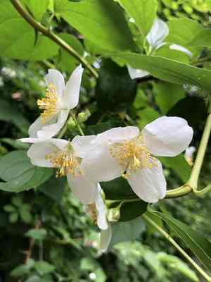 Sweet mock-orange(Philadelphus coronarius)