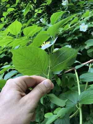 Sweet mock-orange(Philadelphus coronarius)